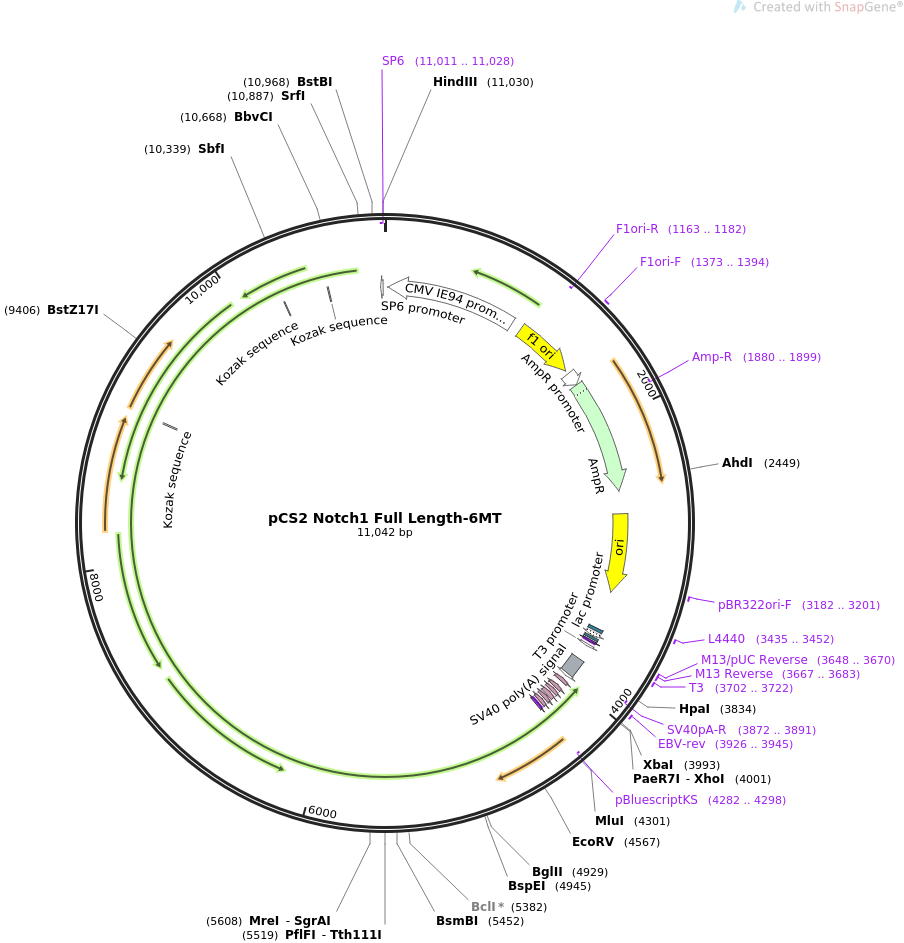 pCS2 Notch1 Full Length 6MT质粒图谱